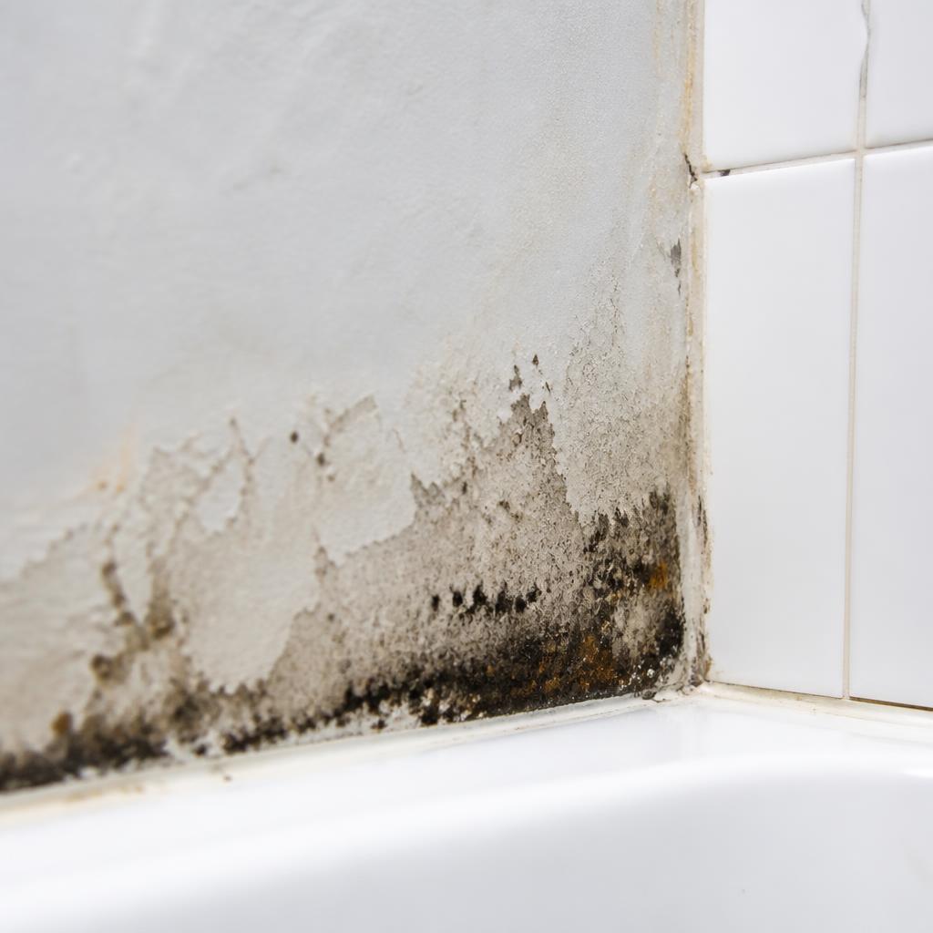 Bathroom wall corner with mold growth and moisture damage near white tile grout